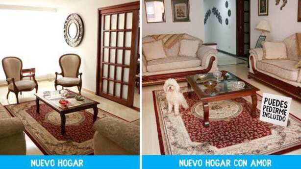 Hogar Con Perro