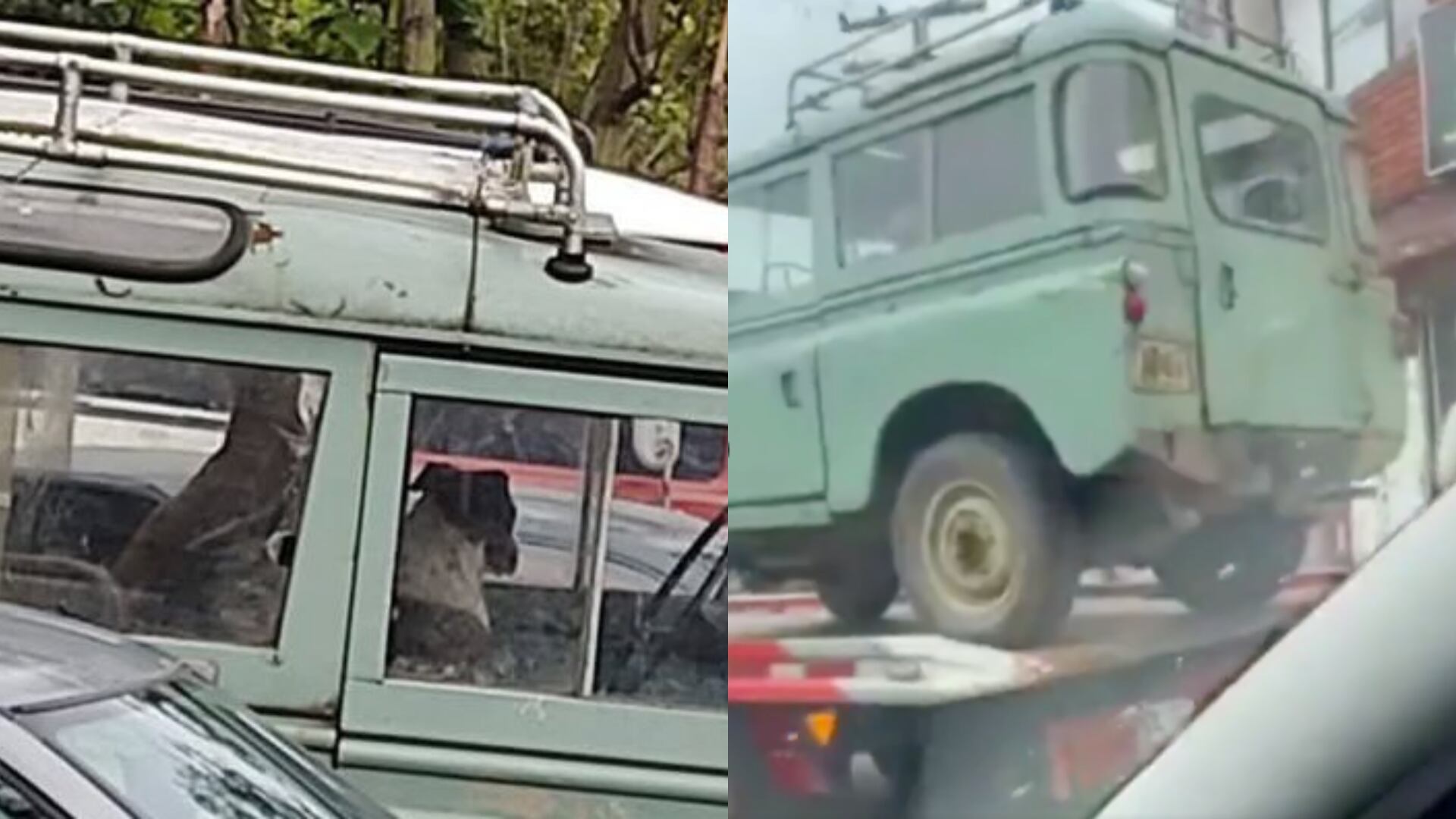 Agentes de tránsito se llevaron un carro a los patios con dos perritos adentro: ignoraron las advertencias de la comunidad