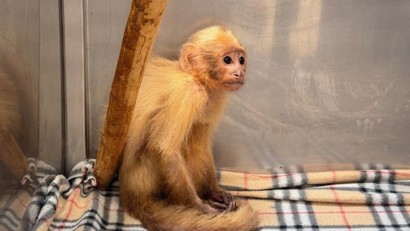 Rescatan a dos monos cariblancos en lamentable estado: a uno le habían arrancado los dientes