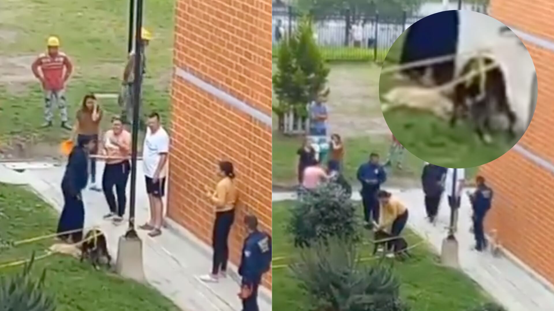 Pitbull sin bozal atacó perro en Soacha