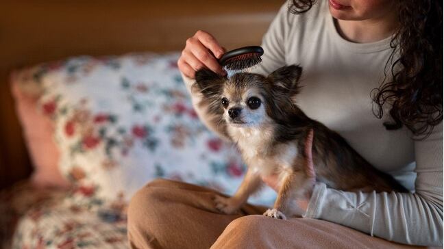 Mascota con alopecia