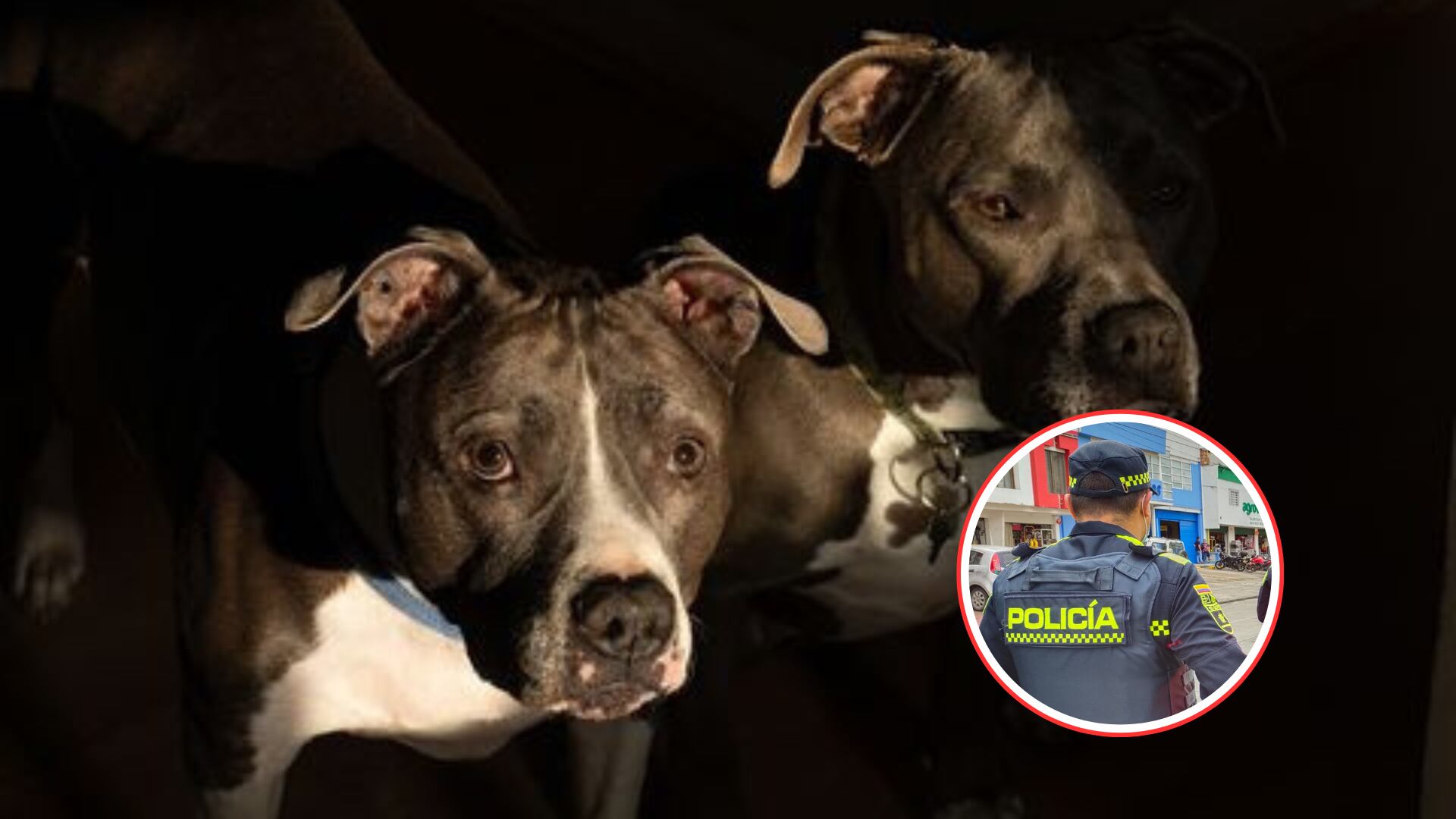 Agentes de Policía sacrificaron a dos perros Pitbull que atacaron a su dueño en Bogotá