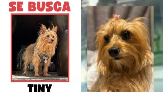 Foto roban camioneta de alta gama en Ciudad Salitre y se llevan a perrita que depende de medicamentos.