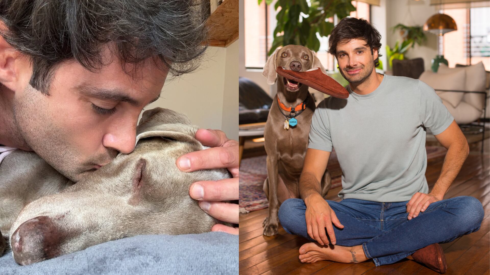 ‘Junto a Luca’, un vínculo entre un weimaraner boyacense y un influencer paisa que cautiva las redes