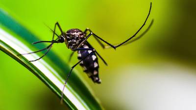 “Estamos en año epidémico para Dengue”: Instituto Nacional de Salud