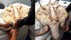 Video: el conmovedor rescate de una tortuga atrapada en plástico