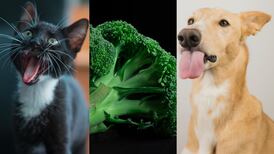 ¿No sabe qué darle de premio a su mascota? Beneficios de incluir el brócoli en la dieta de su ‘michi’ o ‘lomito’