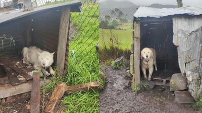 Perritos husky siberiano y golden retriever en adopción tras cierre de criadero en La Calera