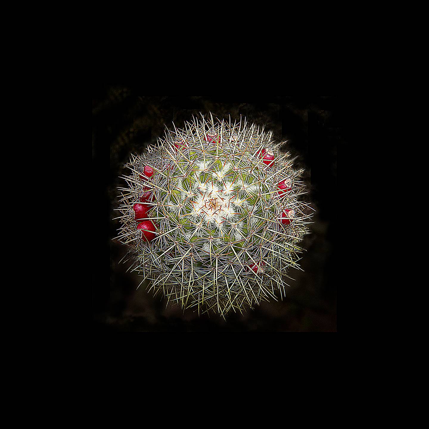 Cactus, fotografía de Abdu Eljaiek