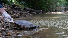 64 tortugas de agua dulce fueron liberadas en el Magdalena Medio antioqueño